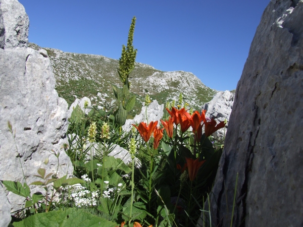 Fioriture in quota